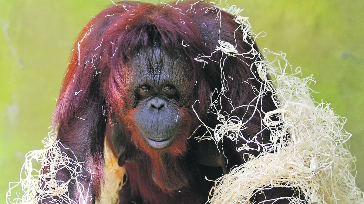 Samice orangutanů poputují z Ústí na Nový Zéland